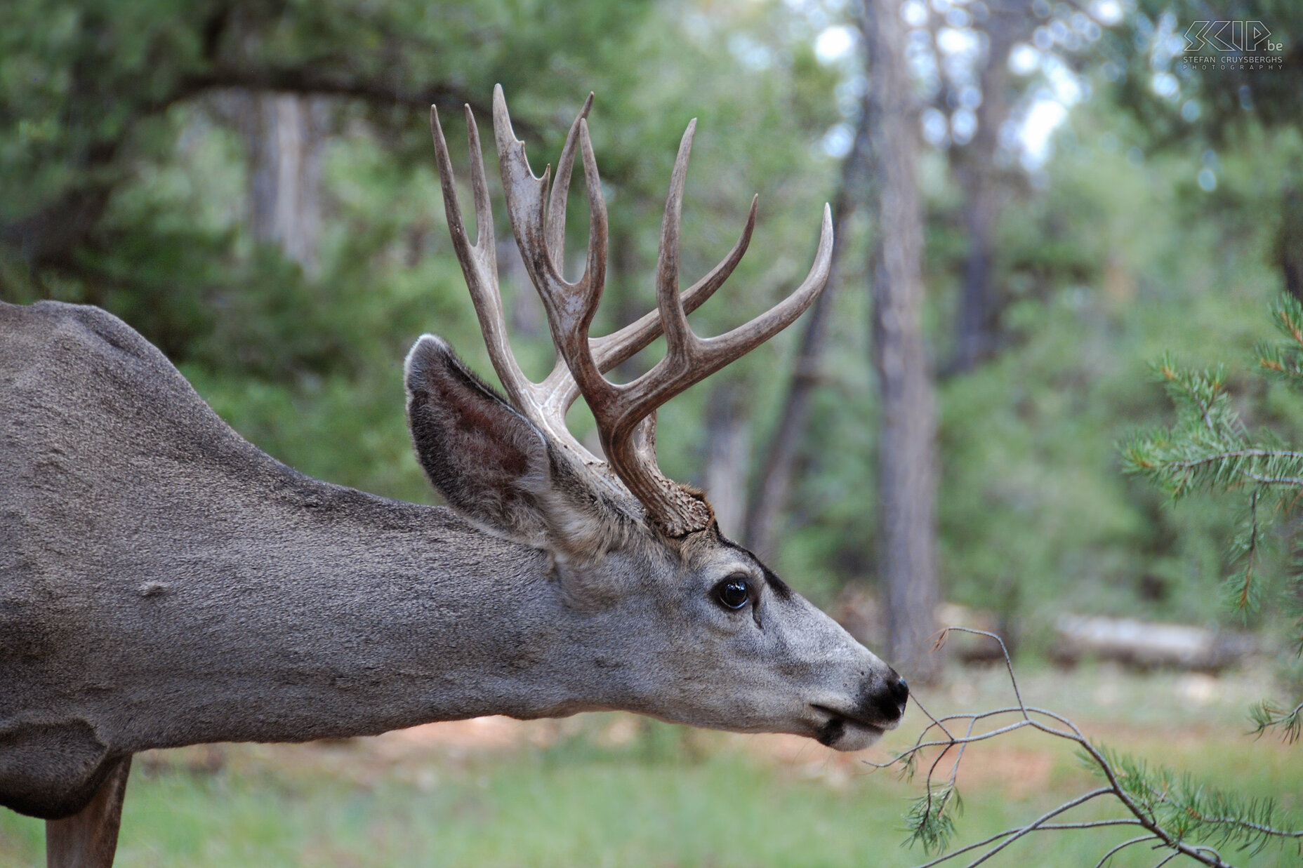 Grand Canyon - Mule Deer You often see mule deers (Odocoileus hemionus) in the Grand Canyon. I am able to approach this male with his magnificent antlers quite closely. Stefan Cruysberghs